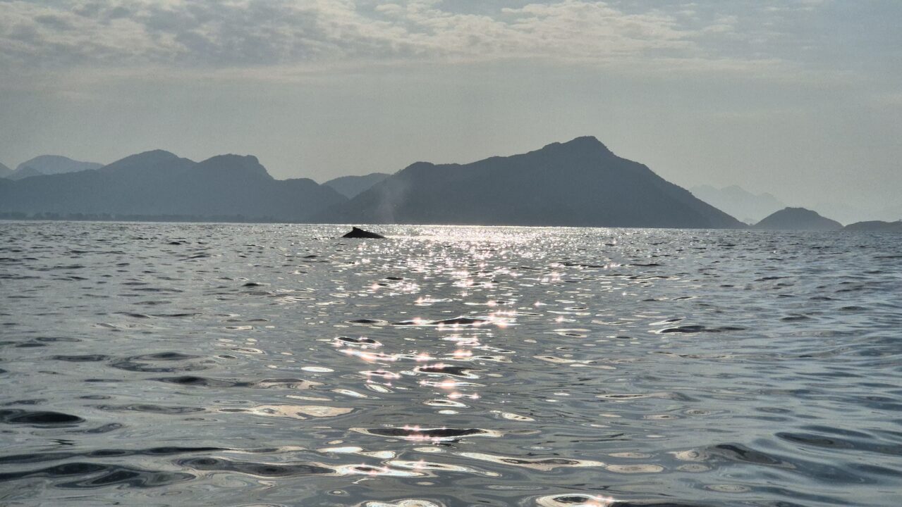 Perguntas frequentes sobre o passeio de baleia jubarte em Guaratiba - Vamos Trilhar