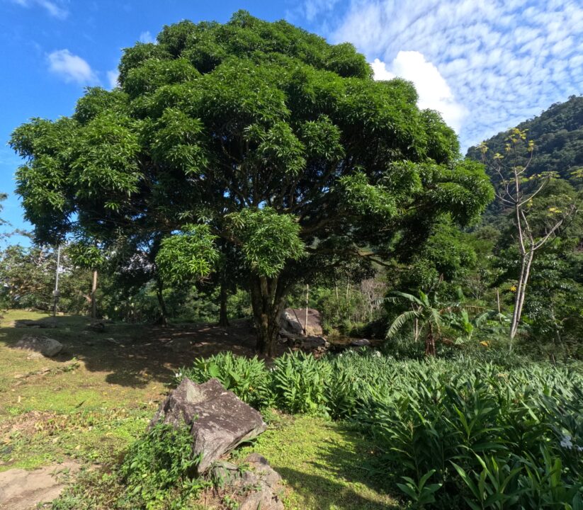 Qual a melhor época para visitar a Pousada Mirante Imperial - Serra do Piloto - Mangaratiba - RJ - Vamos Trilhar