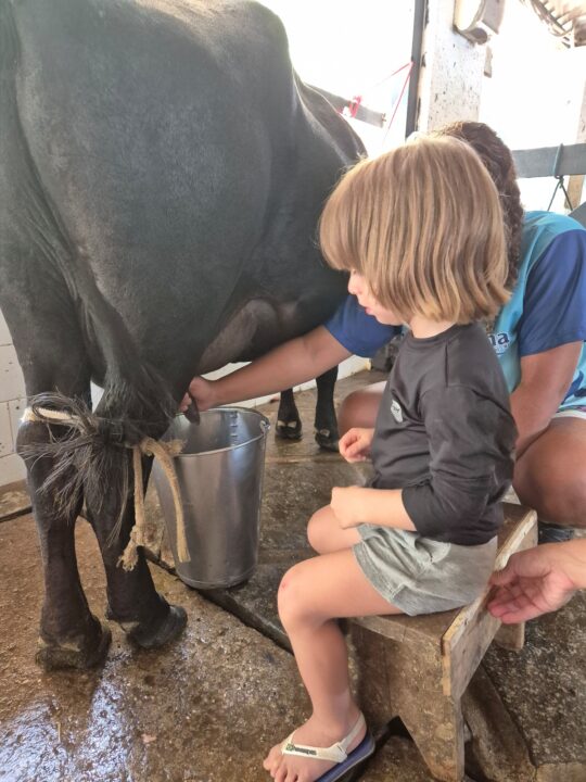 Tirando leite de vaca - Hotel Fazenda Cascatinha - Piraí - RJ - Vamos Trilhar
