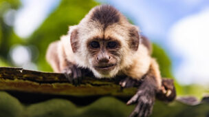 Macaco-prego, espécie comum na Mata Atlântica da Floresta da Tijuca